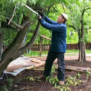 Дачные работы по обрезке деревьев: когда и что делать на участке